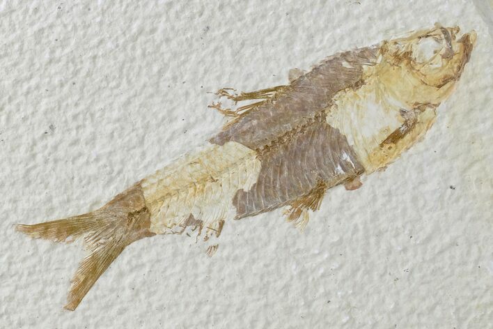 Detailed Fossil Fish (Knightia) - Wyoming #165826